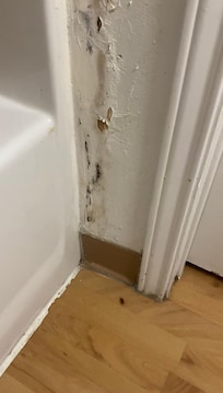Moldy wall and roaches