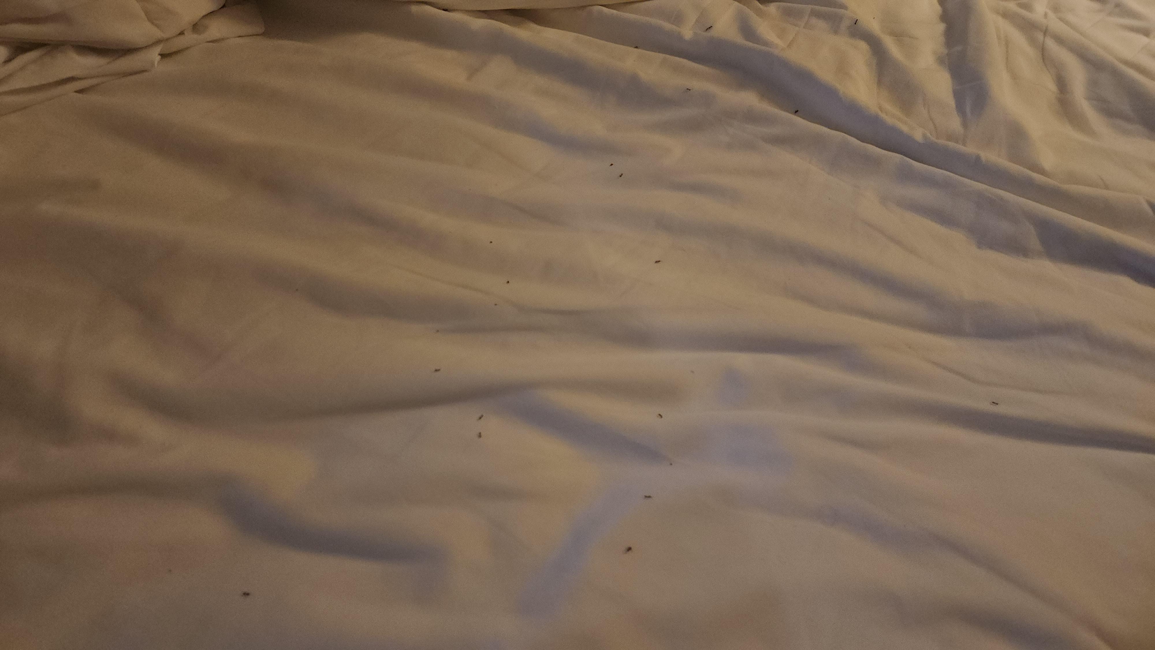 Ants