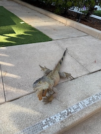 Pool areas had huge lizards everywhere but slightly friendly than the staff around here who would also scuttle away!!