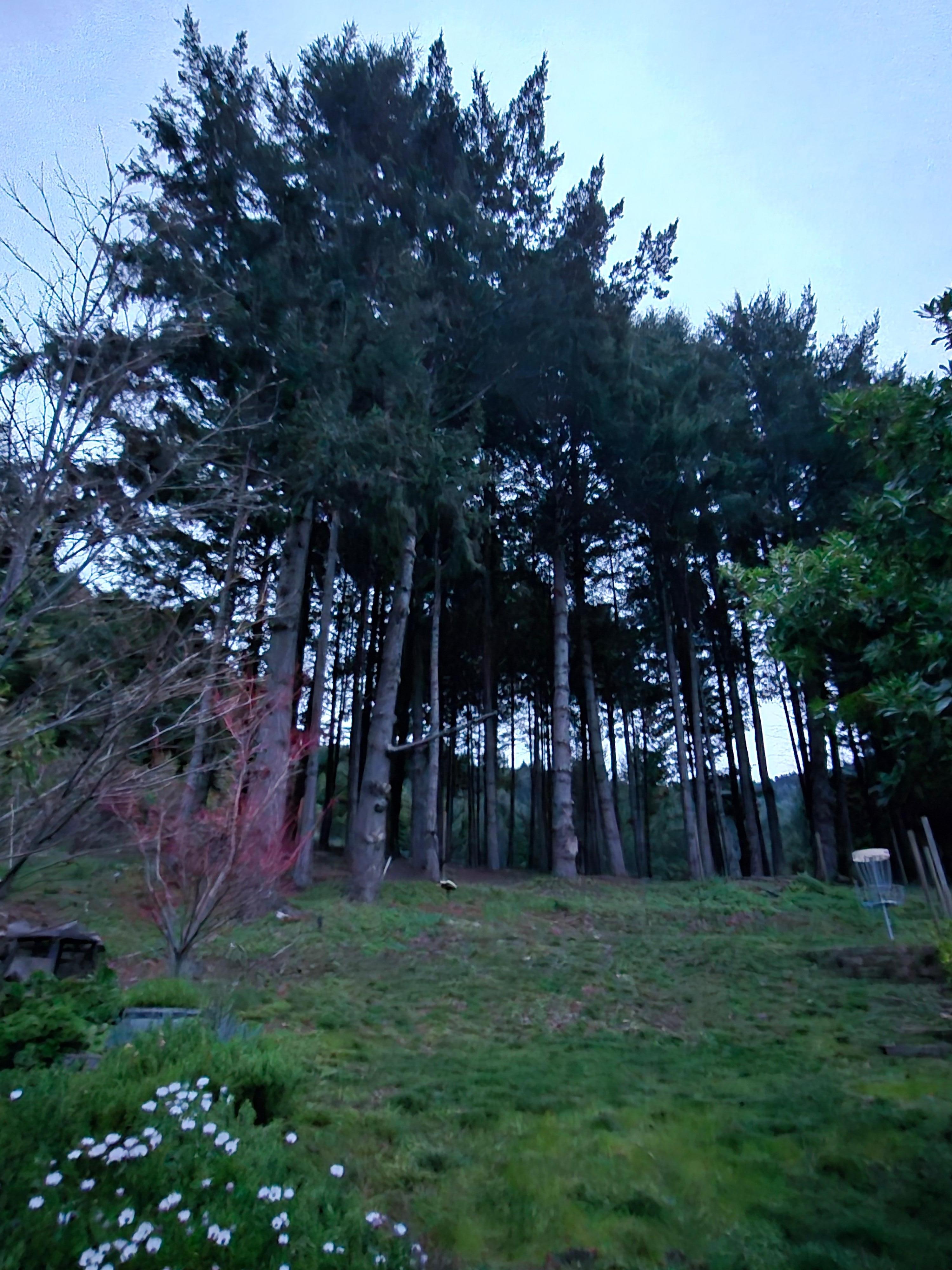 Backyard with large beautiful trees. 