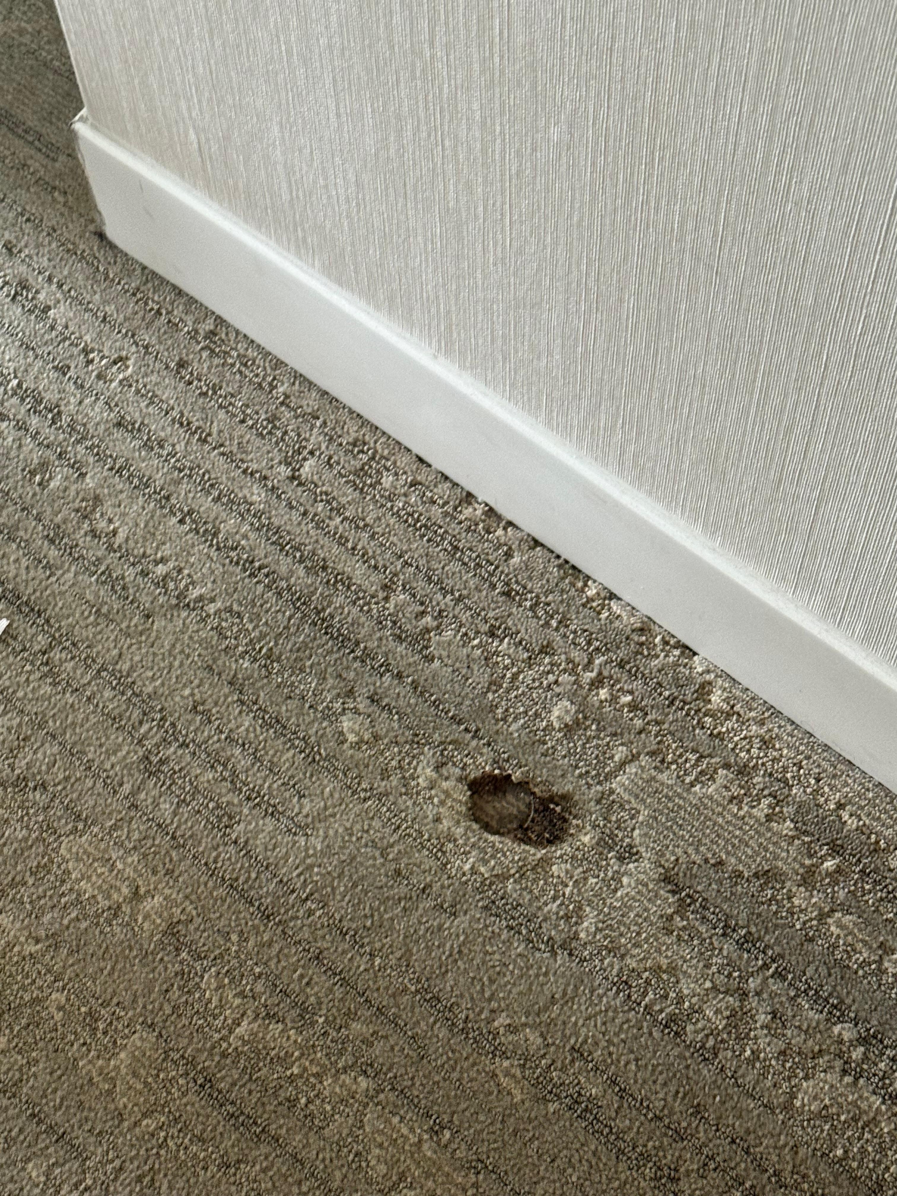 Damaged carpet 
