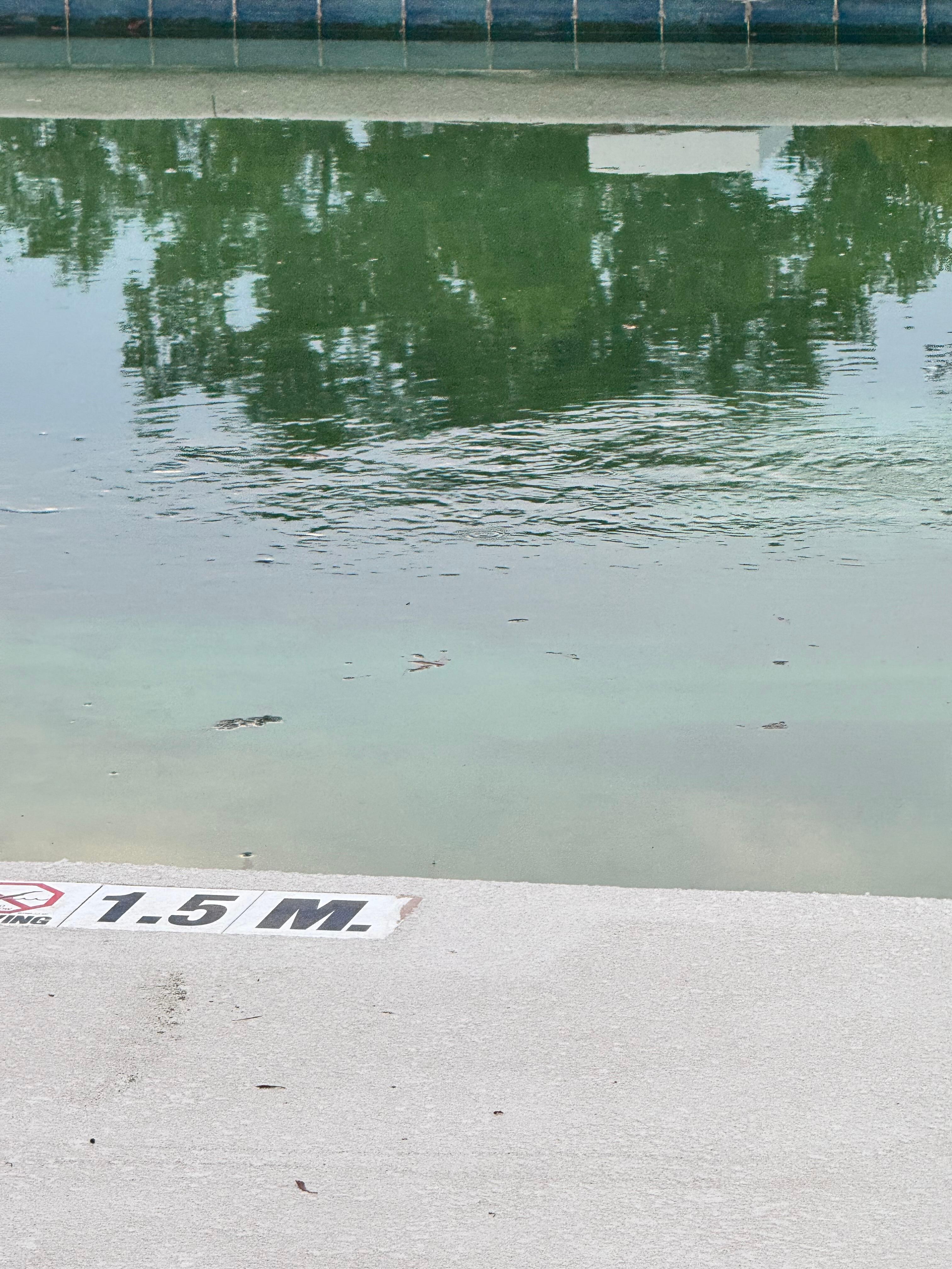 Stagnant water in a “not yet open for the season” pool