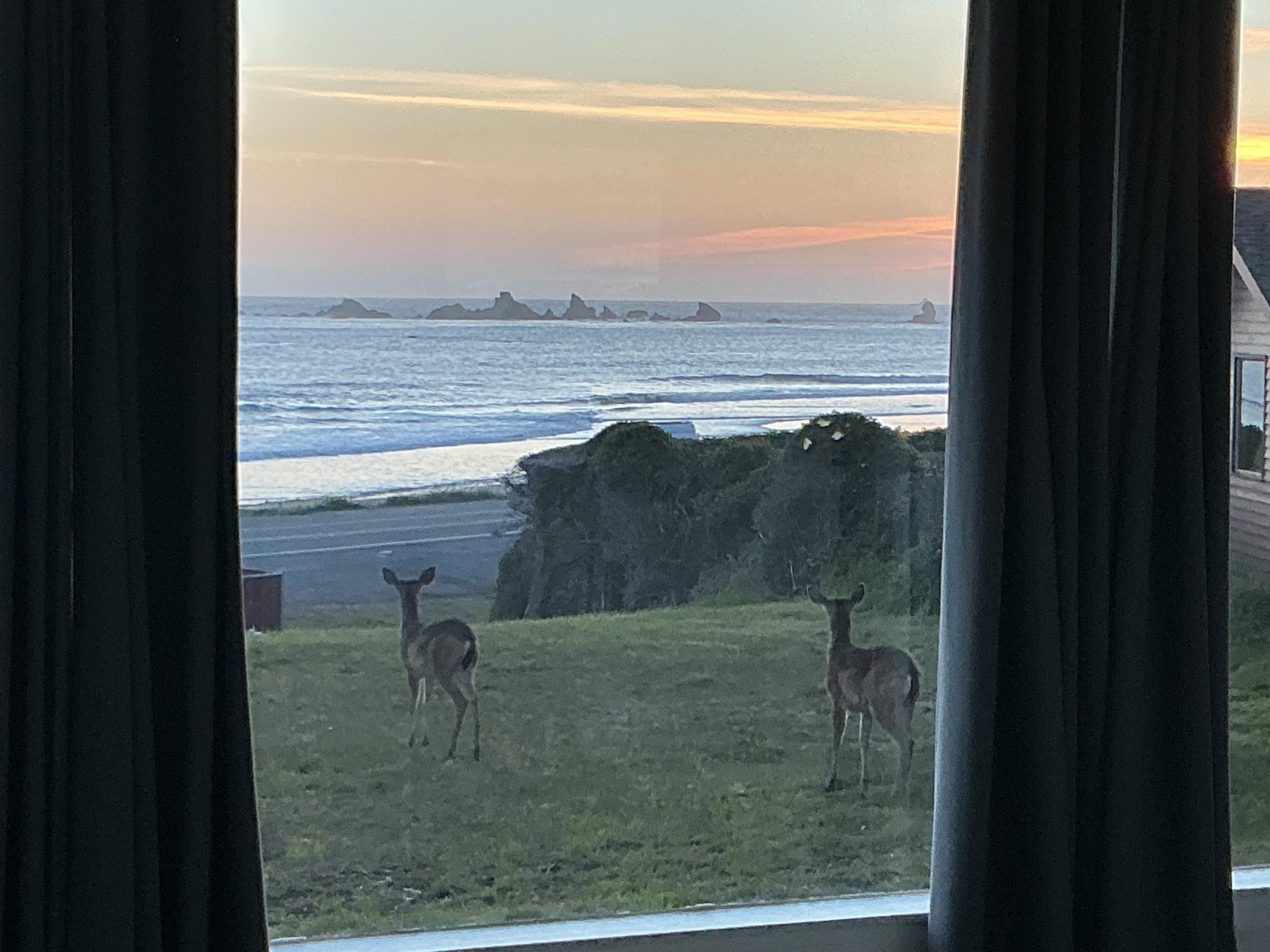 Deer grazing on the front lawn.