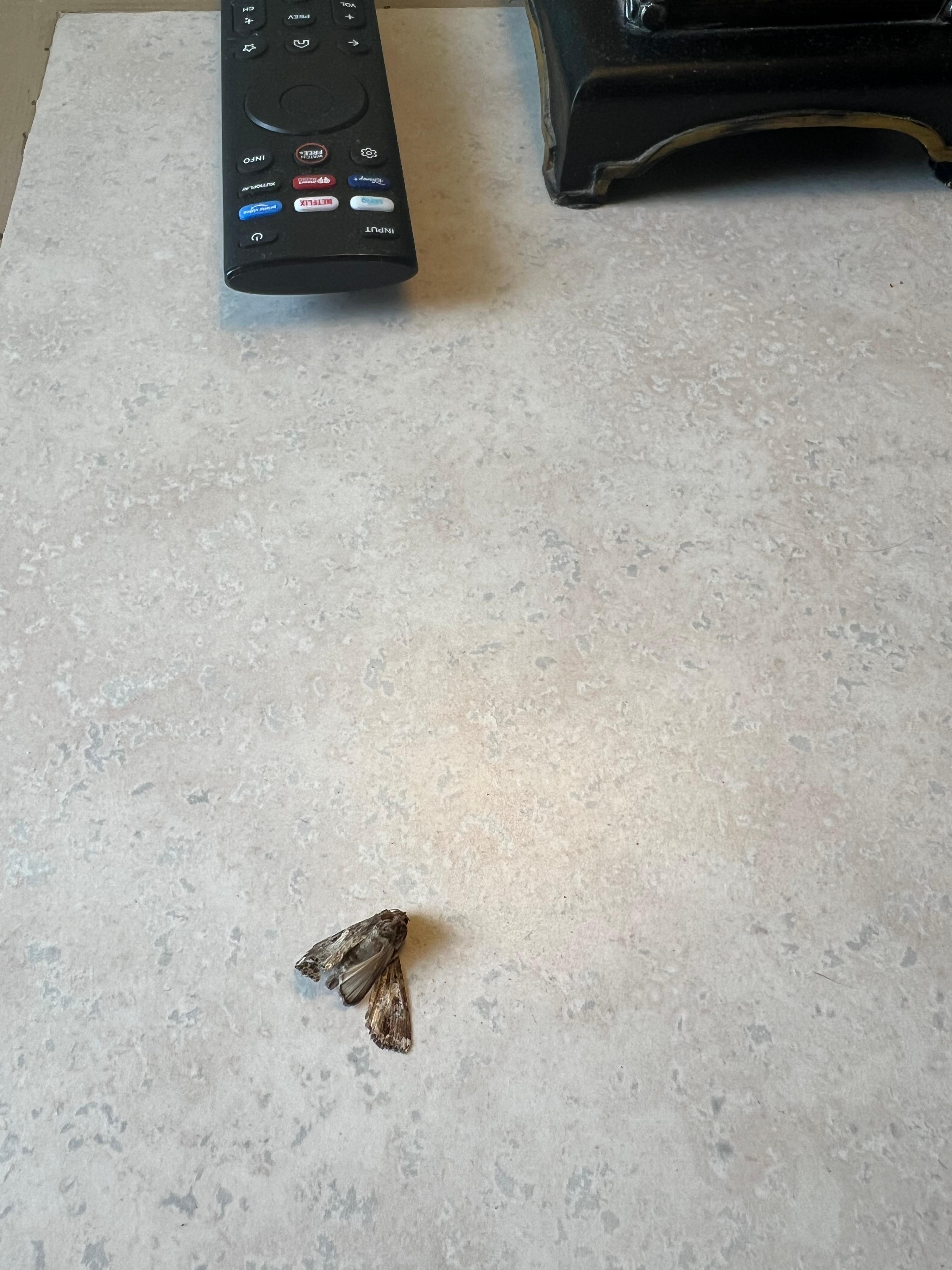 Dead bug on bedside table