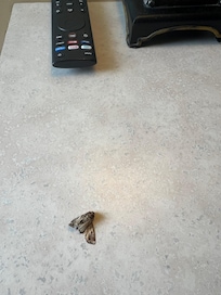 Dead bug on bedside table