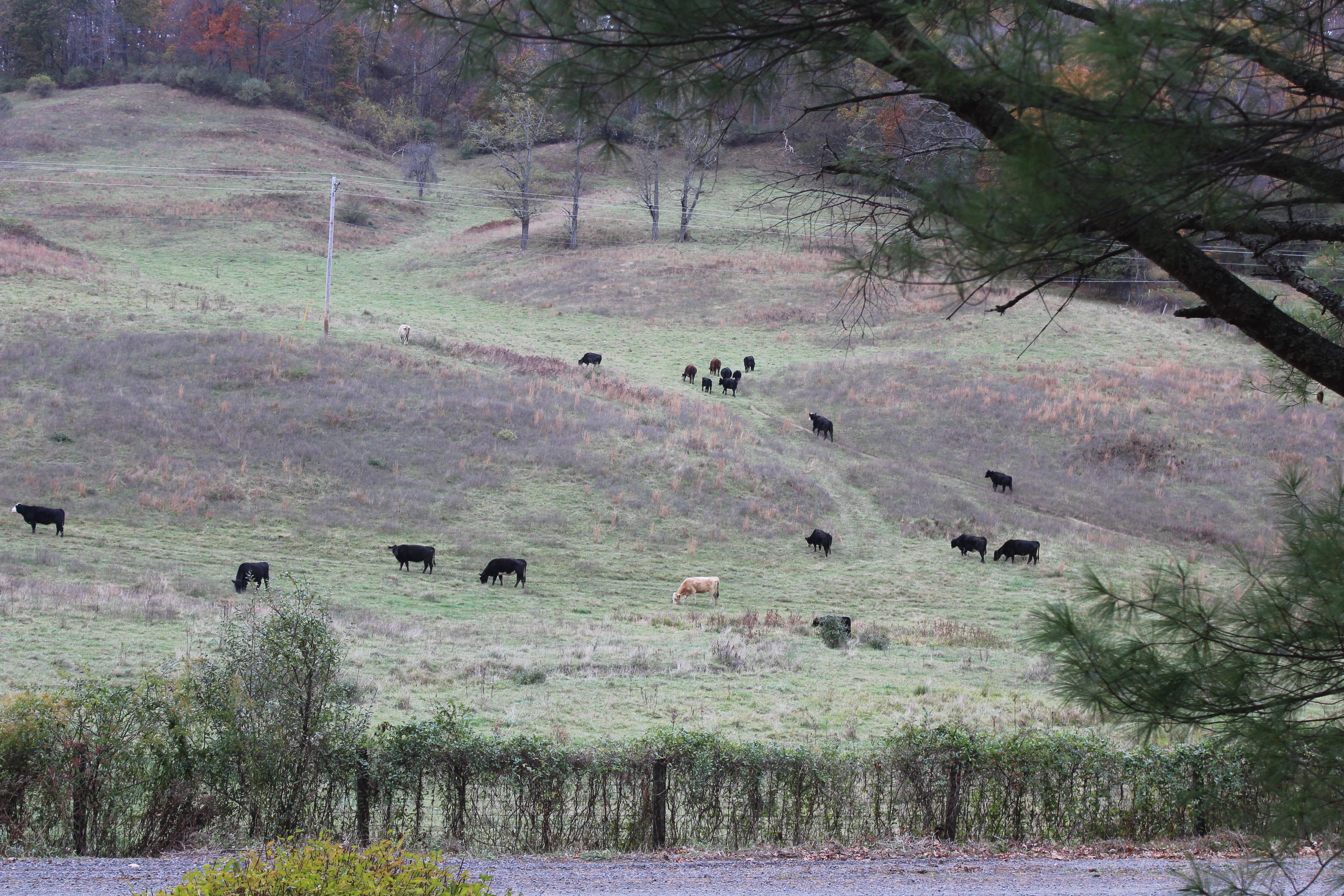 Cattle across the lane  from Switzerland Trail retreat