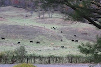 Cattle across the lane from Switzerland Trail retreat