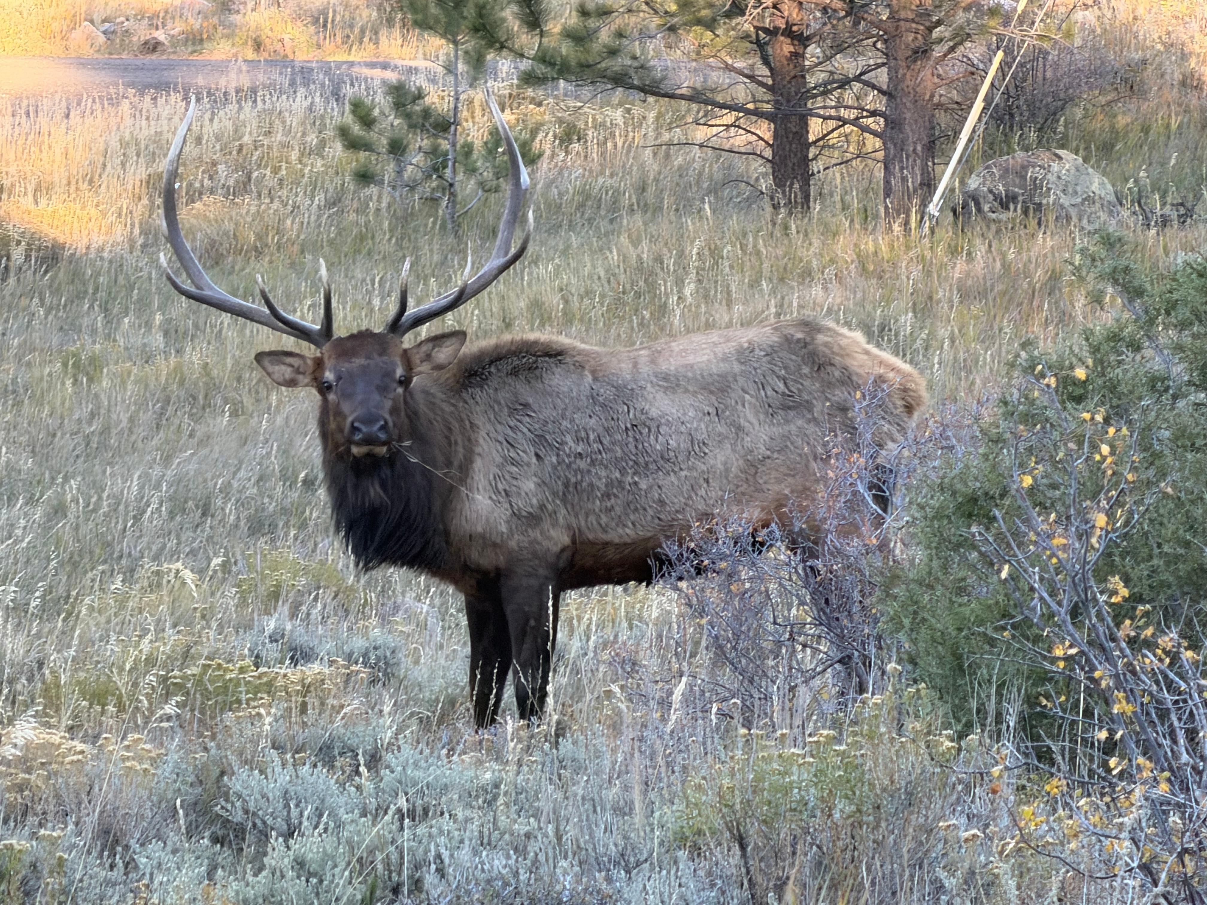 Our greeter for the weekend! We called him the guardian.