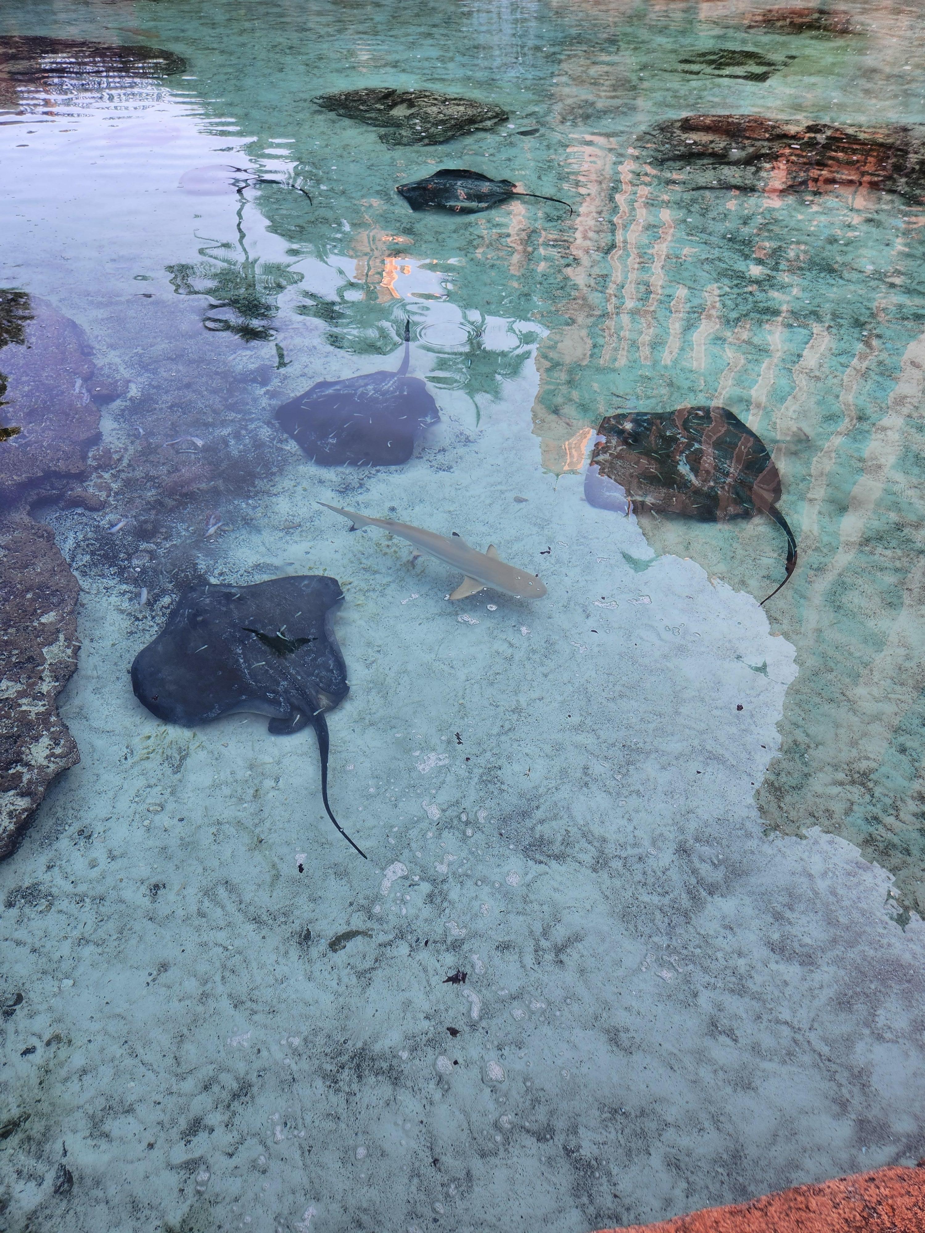 Sharks and Stingrays located throughout the resort 
