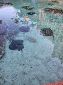 Sharks and Stingrays located throughout the resort