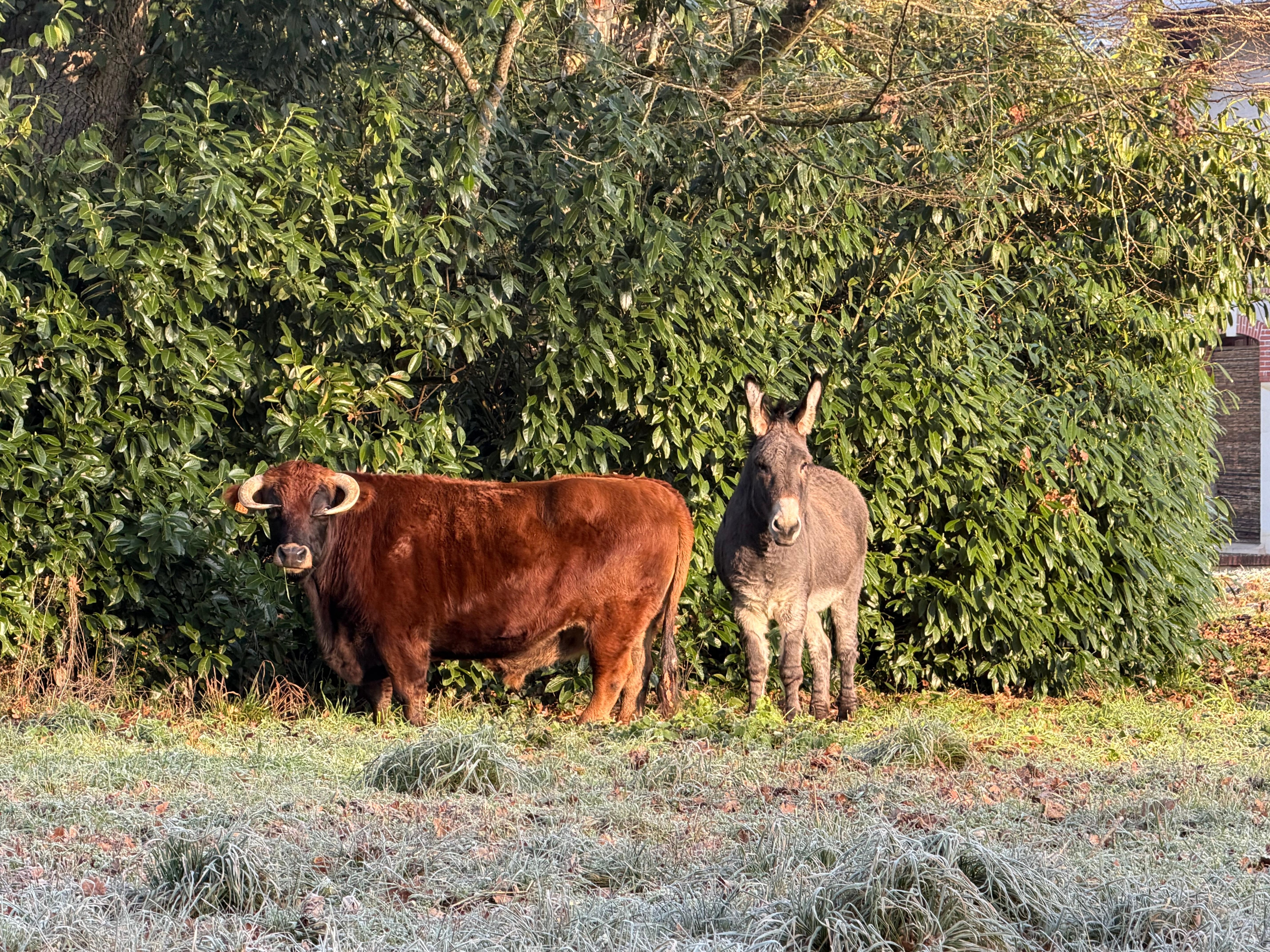 Napoleon and Hitchcock ‘Hitchy’
