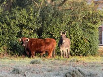 Napoleon and Hitchcock ‘Hitchy’