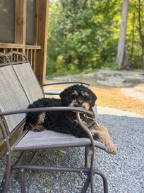 Our pup enjoying the view from an outdoor glider