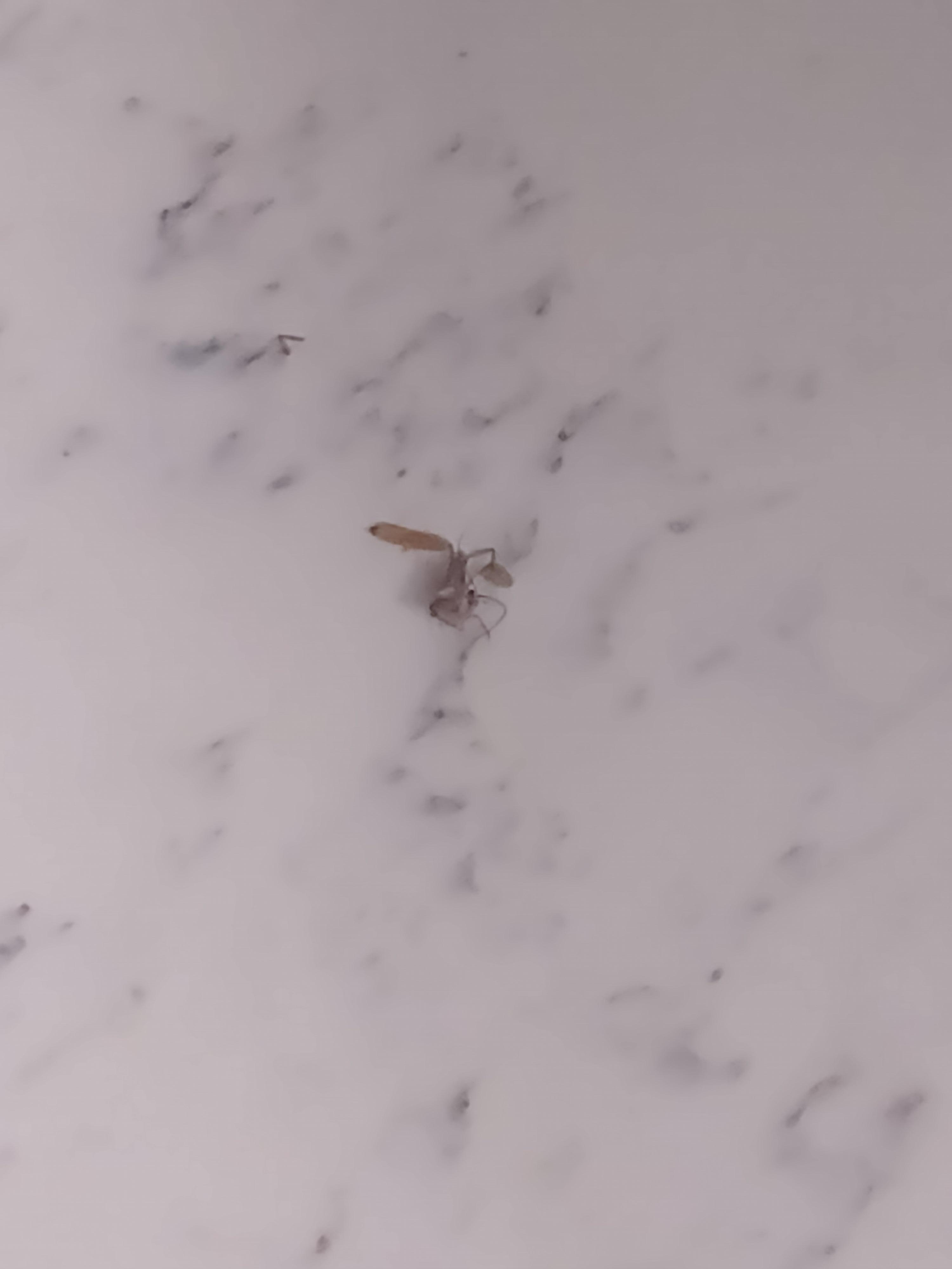 Roaches