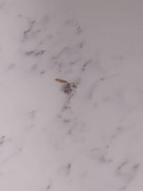 Roaches