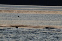 Shore nearby watching seals play