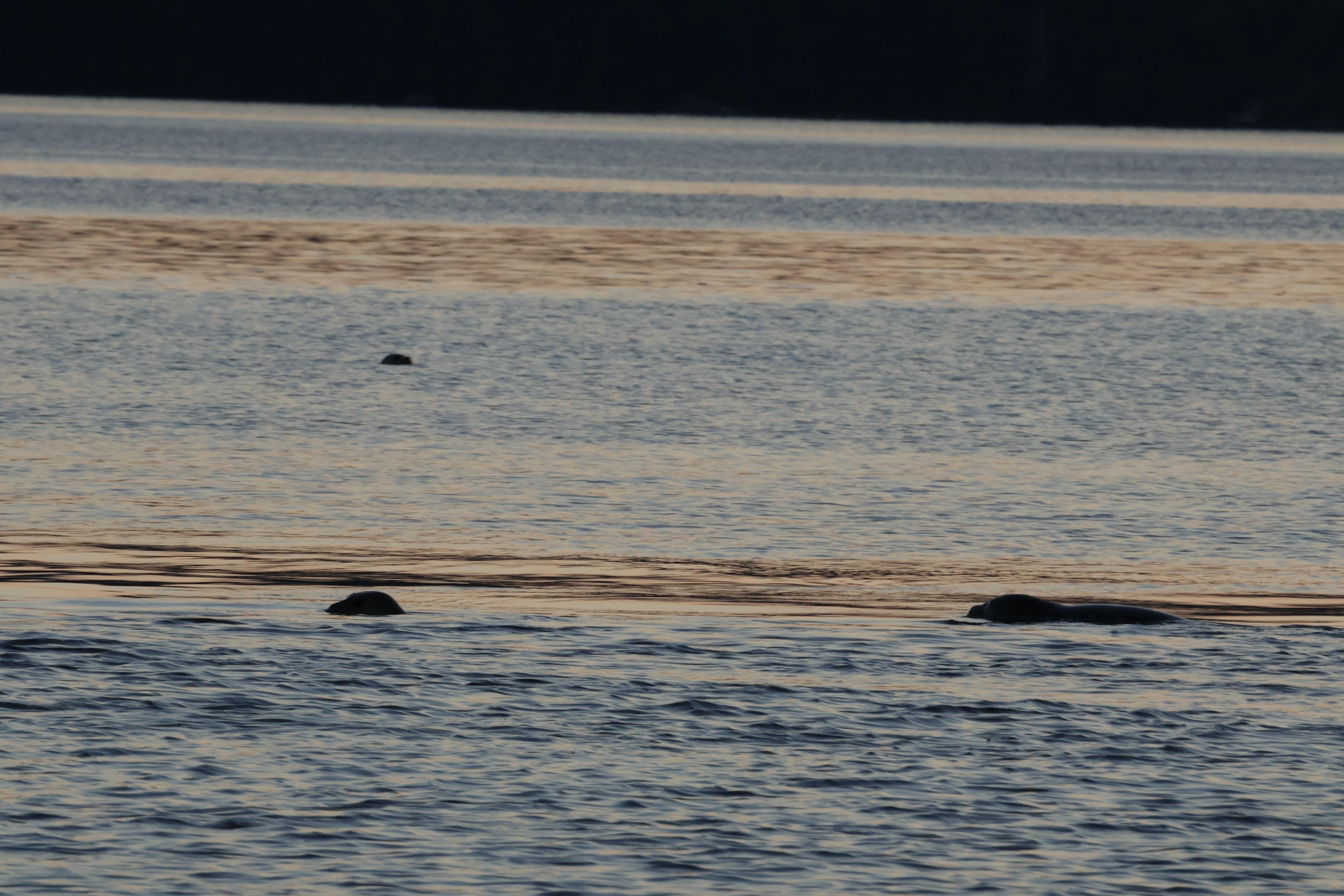 Shore nearby watching seals play