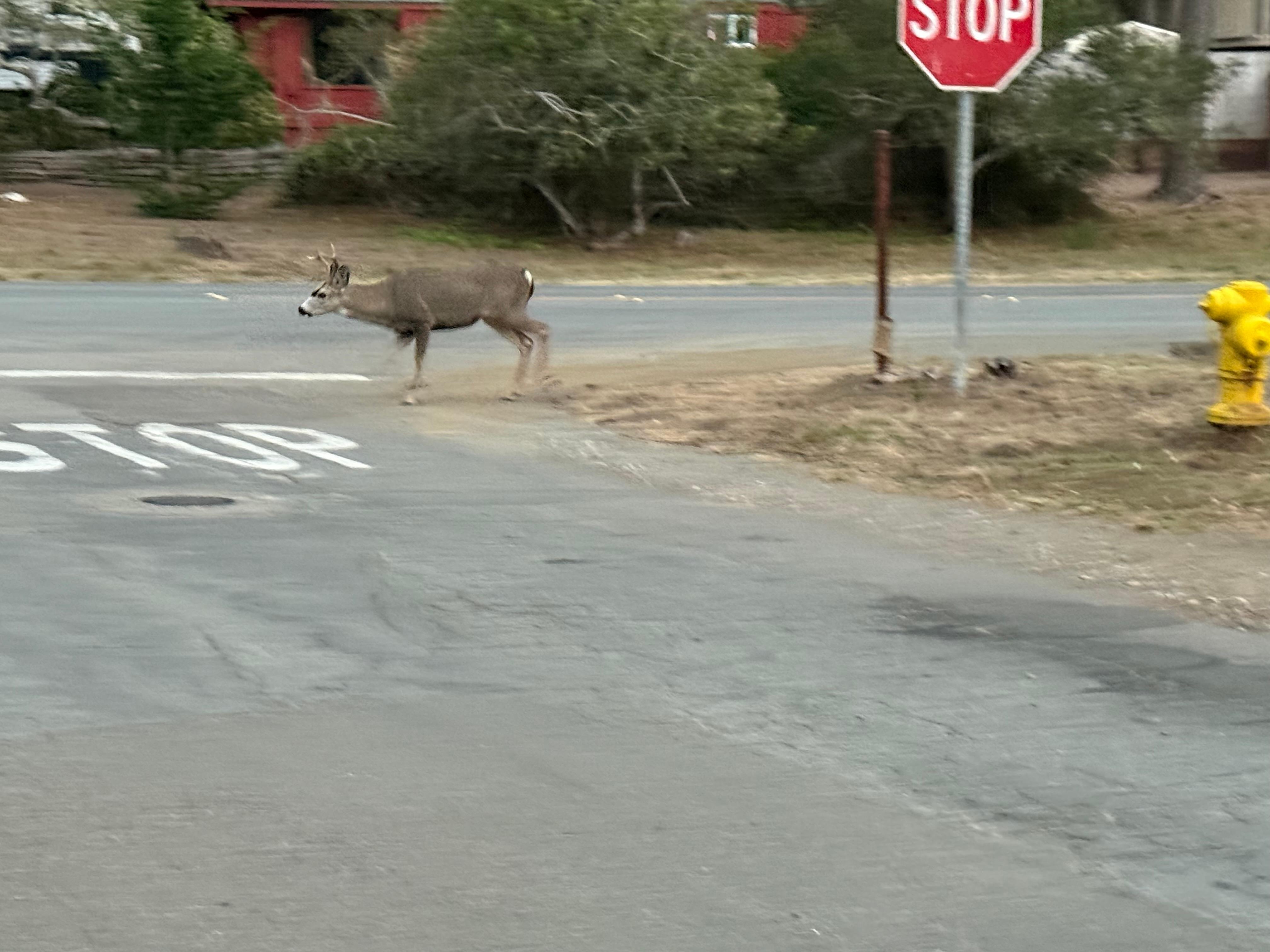 Lovely buck crossing appropriately