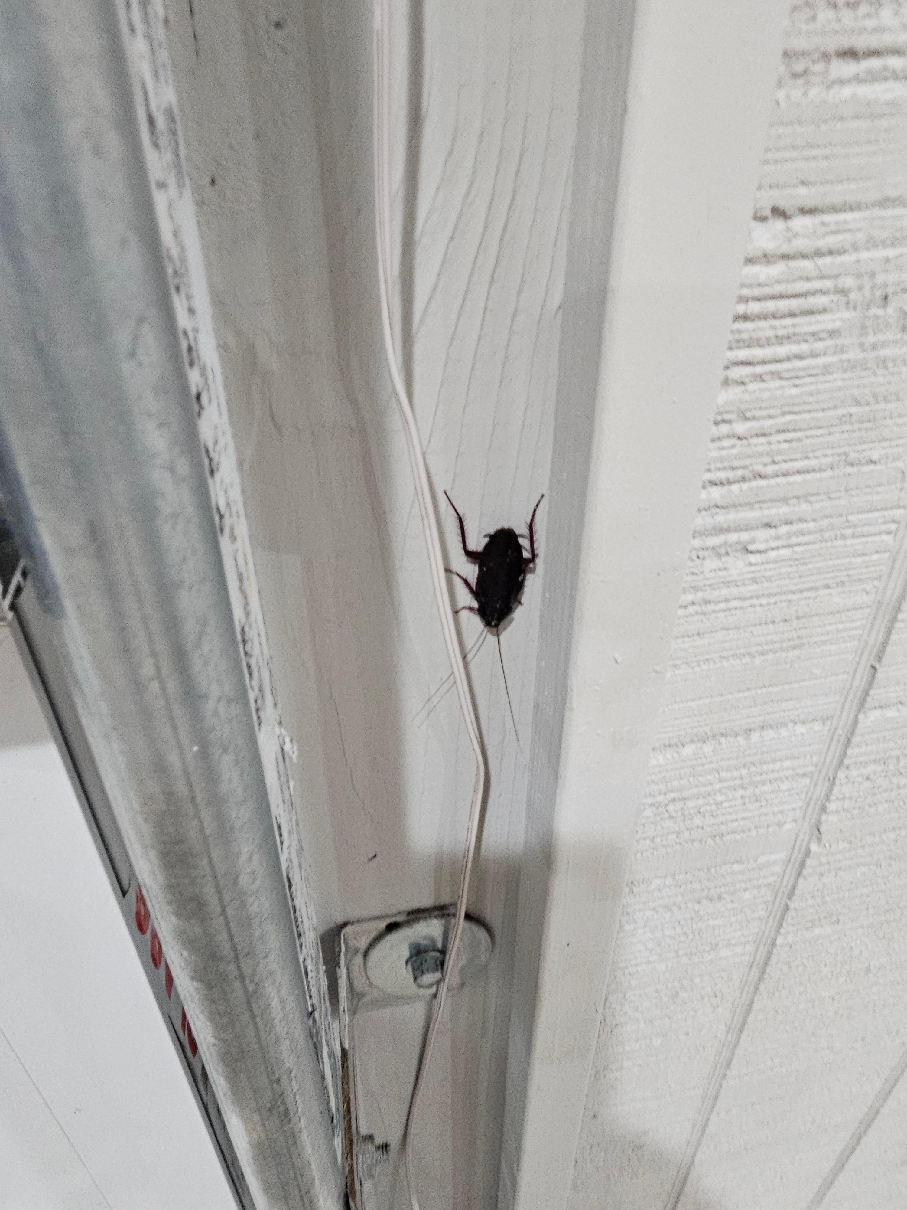 One of the three huge water bugs that we killed during our stay which I know bugs are normal but they need to spray for this and the huge spiders as well