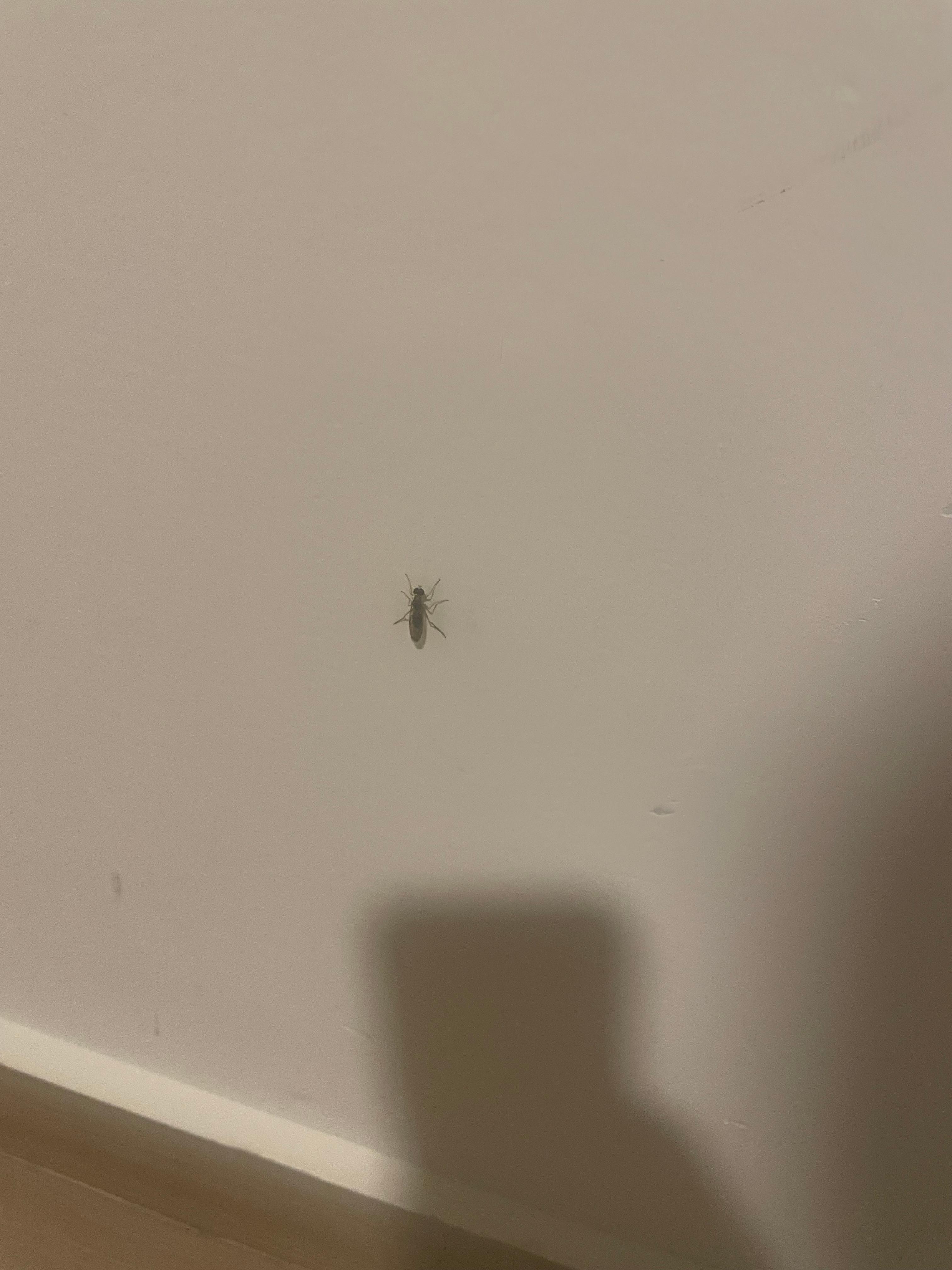 This one is not a cockroach but it’s some kind of insect.