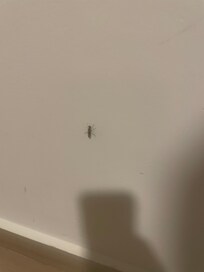 This one is not a cockroach but it’s some kind of insect.