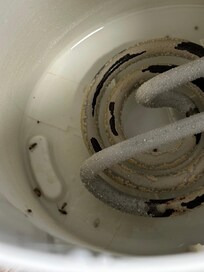 Dead bugs in the kettle
