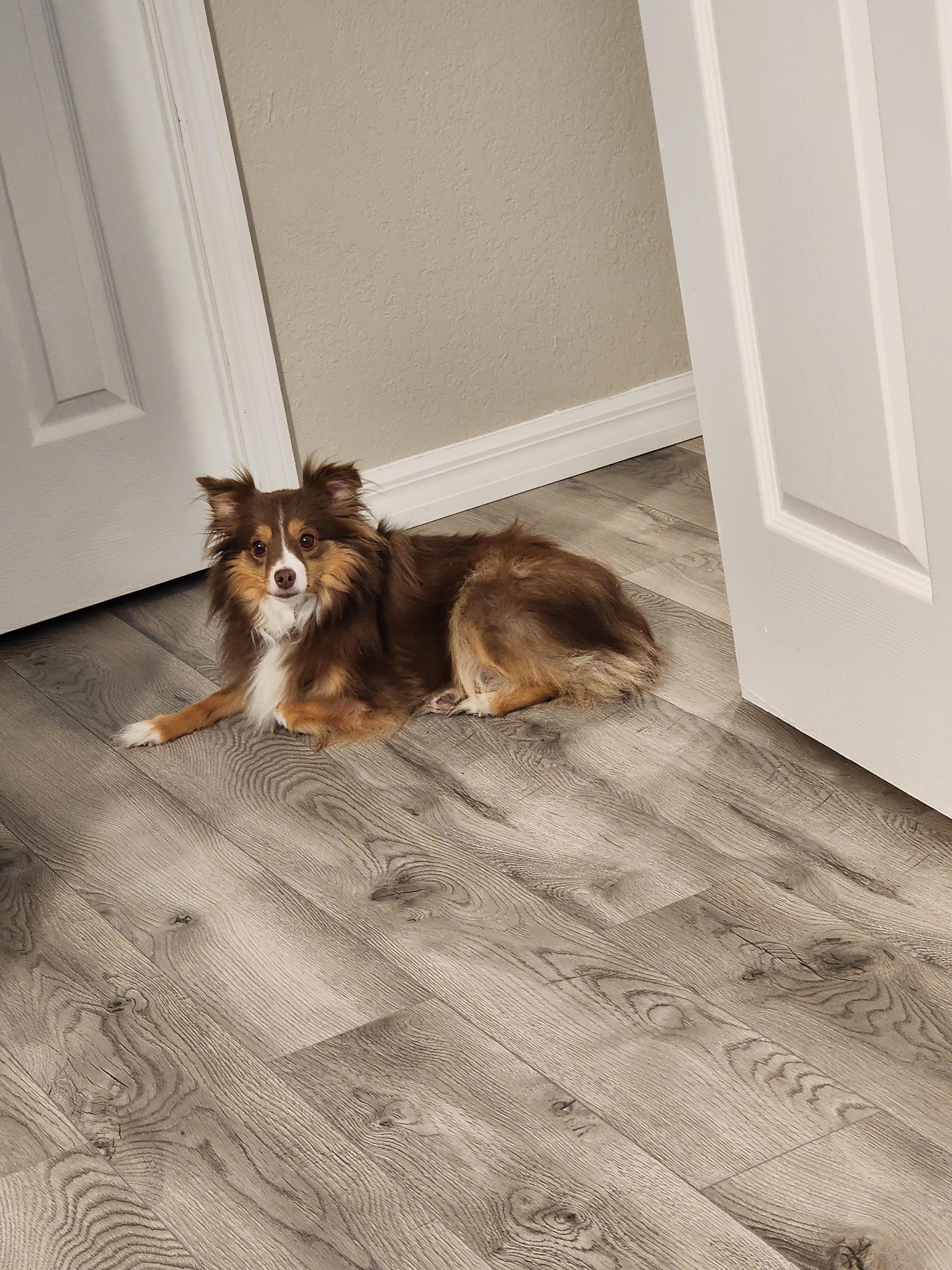 Pet friendly property.