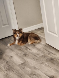 Pet friendly property.