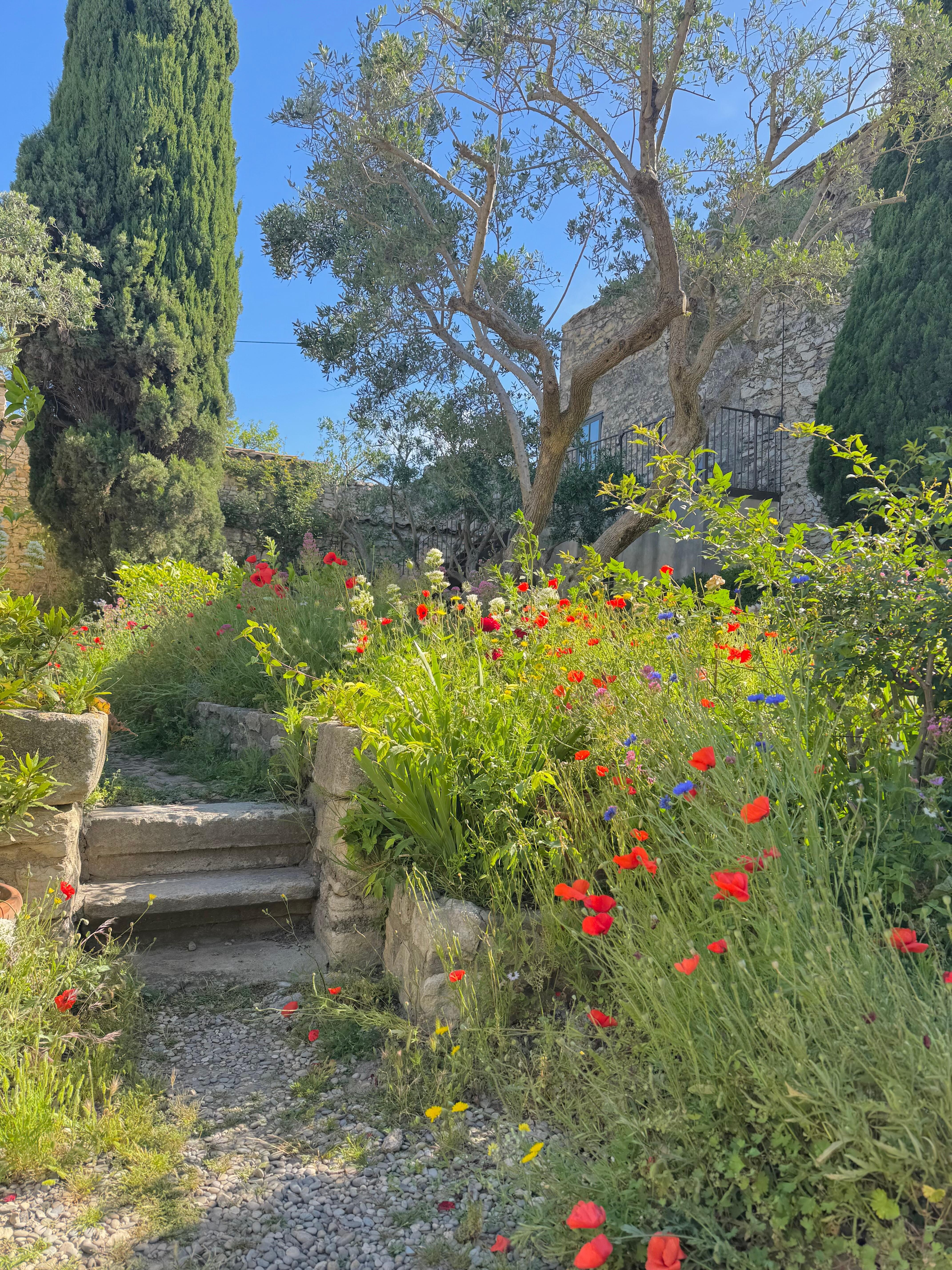 View of the garden