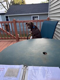 Our crazy Zena who thinks she’s human sitting at the table while I enjoyed my coffee on the deck.