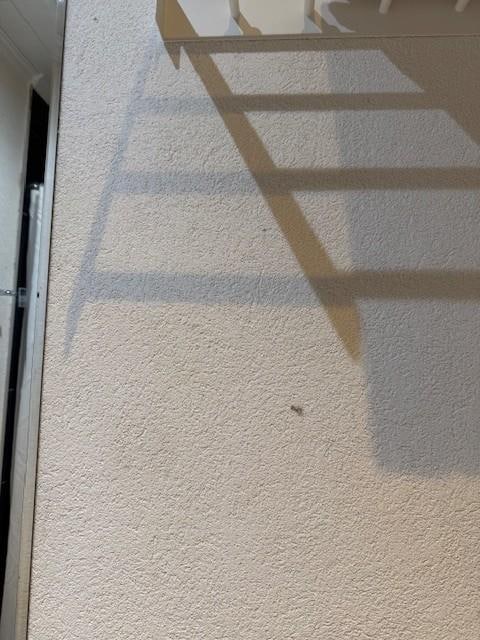 Mold/Mildewe on Walls