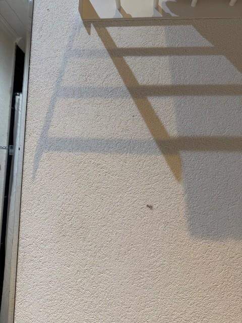 Mold/Mildewe on Walls 