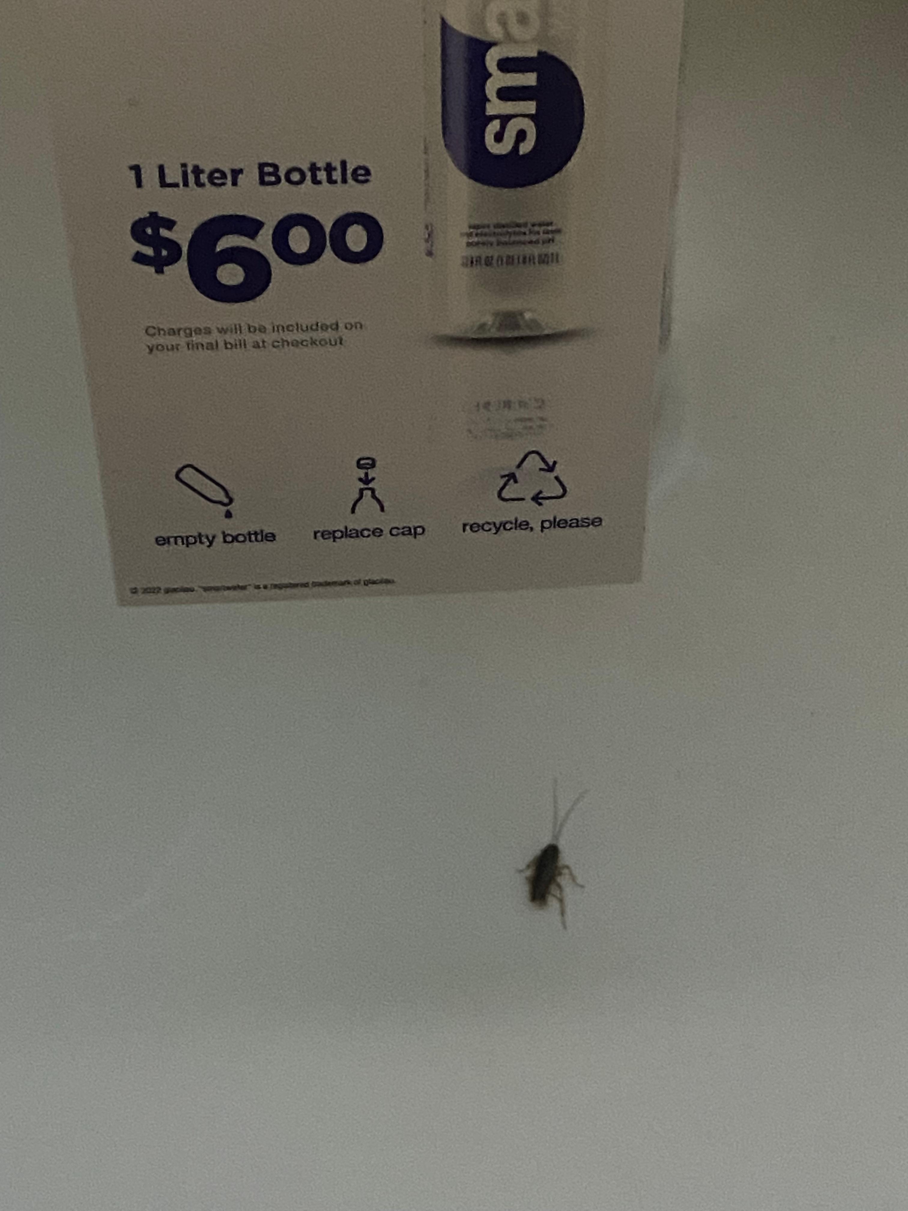 Killed about 8 of them during my one day stay 