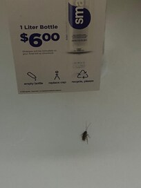 Killed about 8 of them during my one day stay