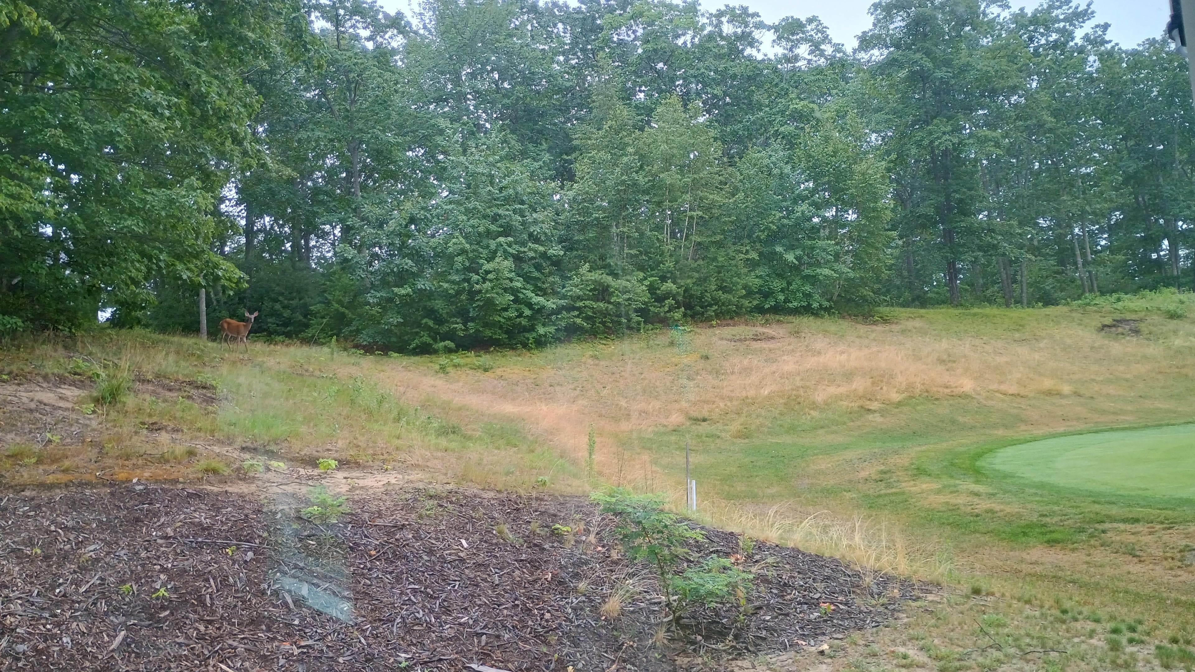  A doe grazing in the grass just behind the house probably only 20 yards off the green.
