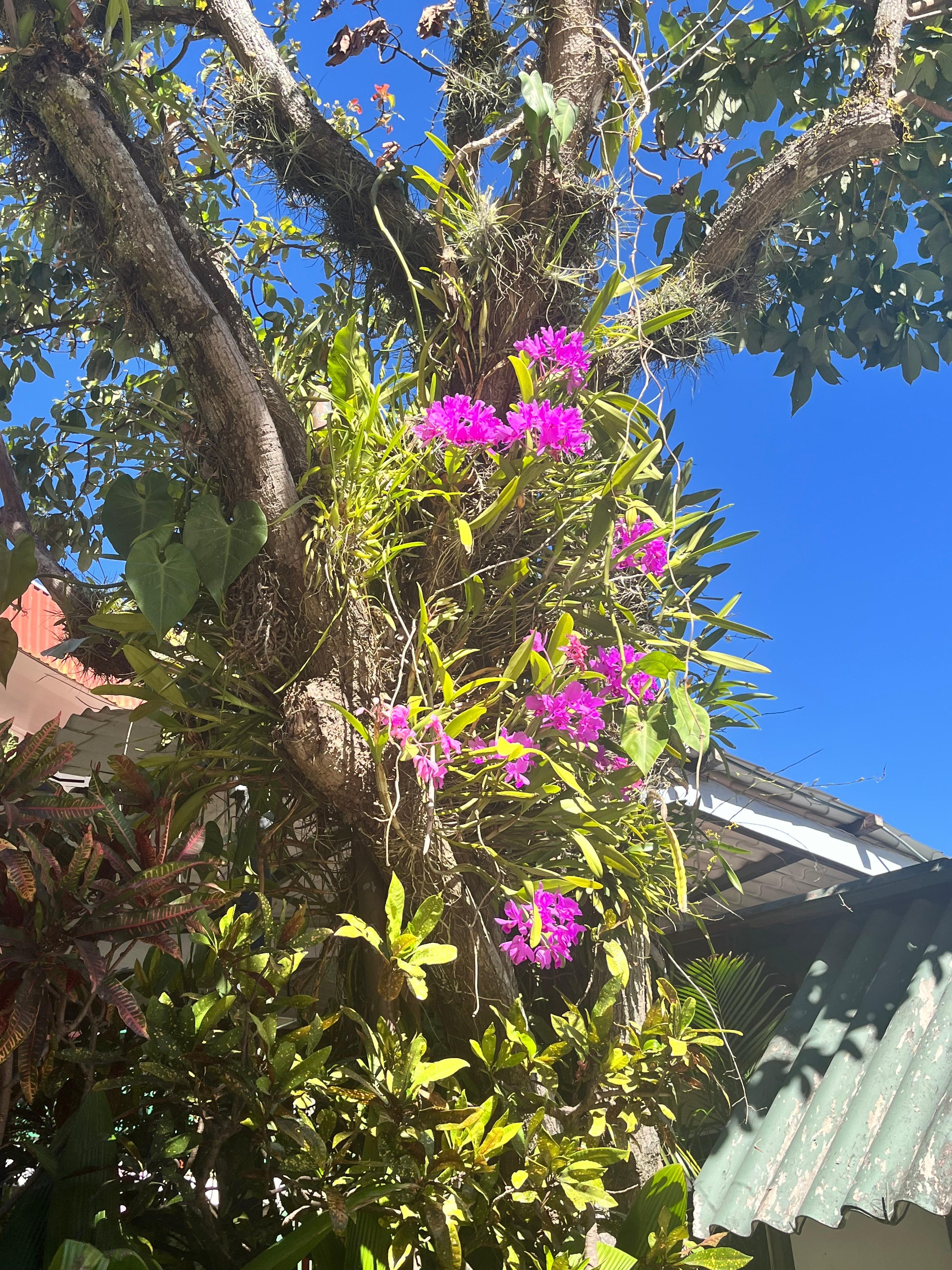 Flowers around pool area. 