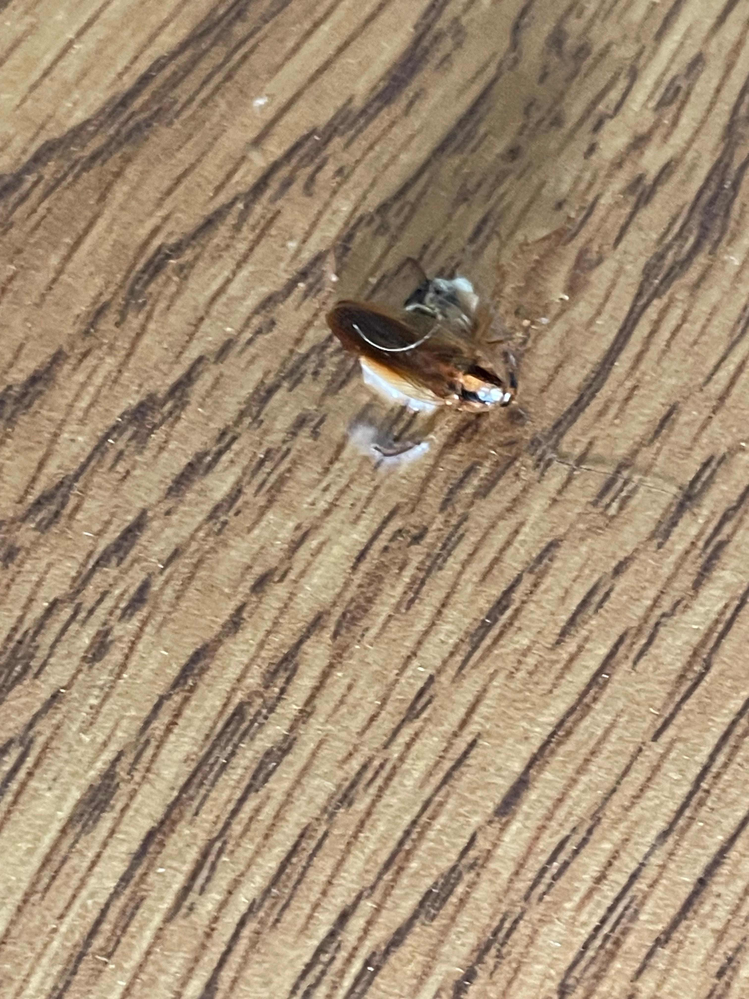 Cockroach 