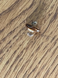Cockroach