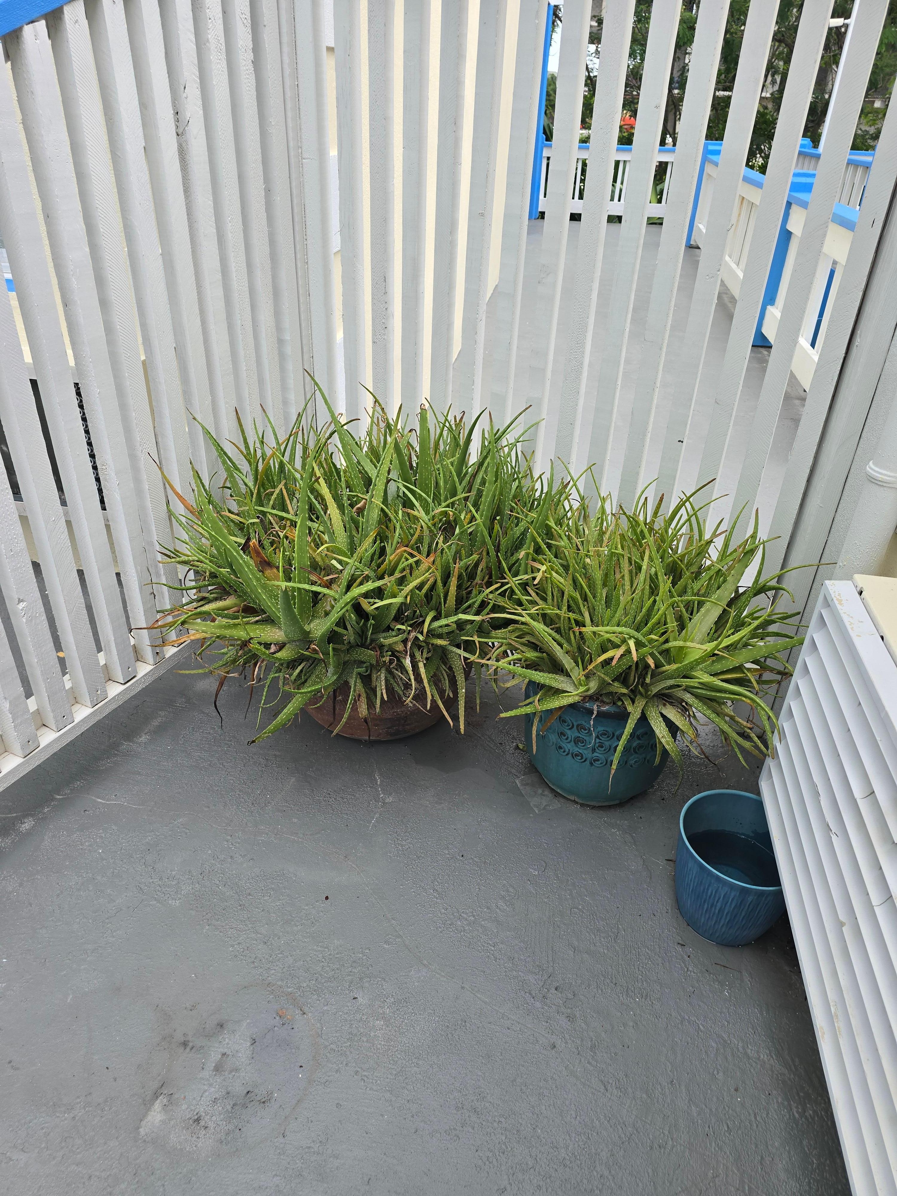 Aloe plants