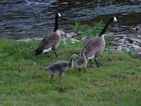 Took picture of these geese by river while staying at Quality Inn.