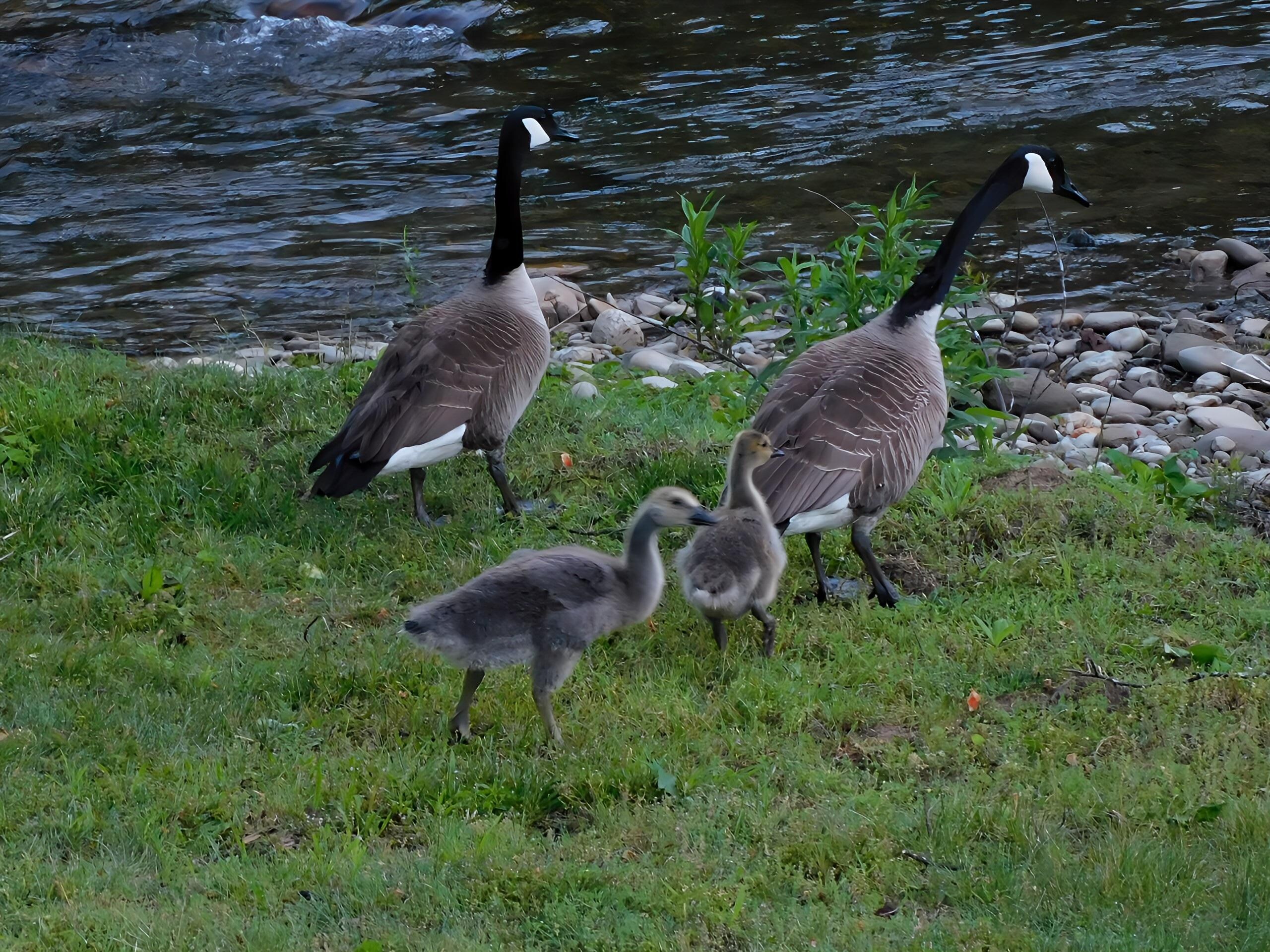 Took picture of these geese by river while staying at Quality Inn.
