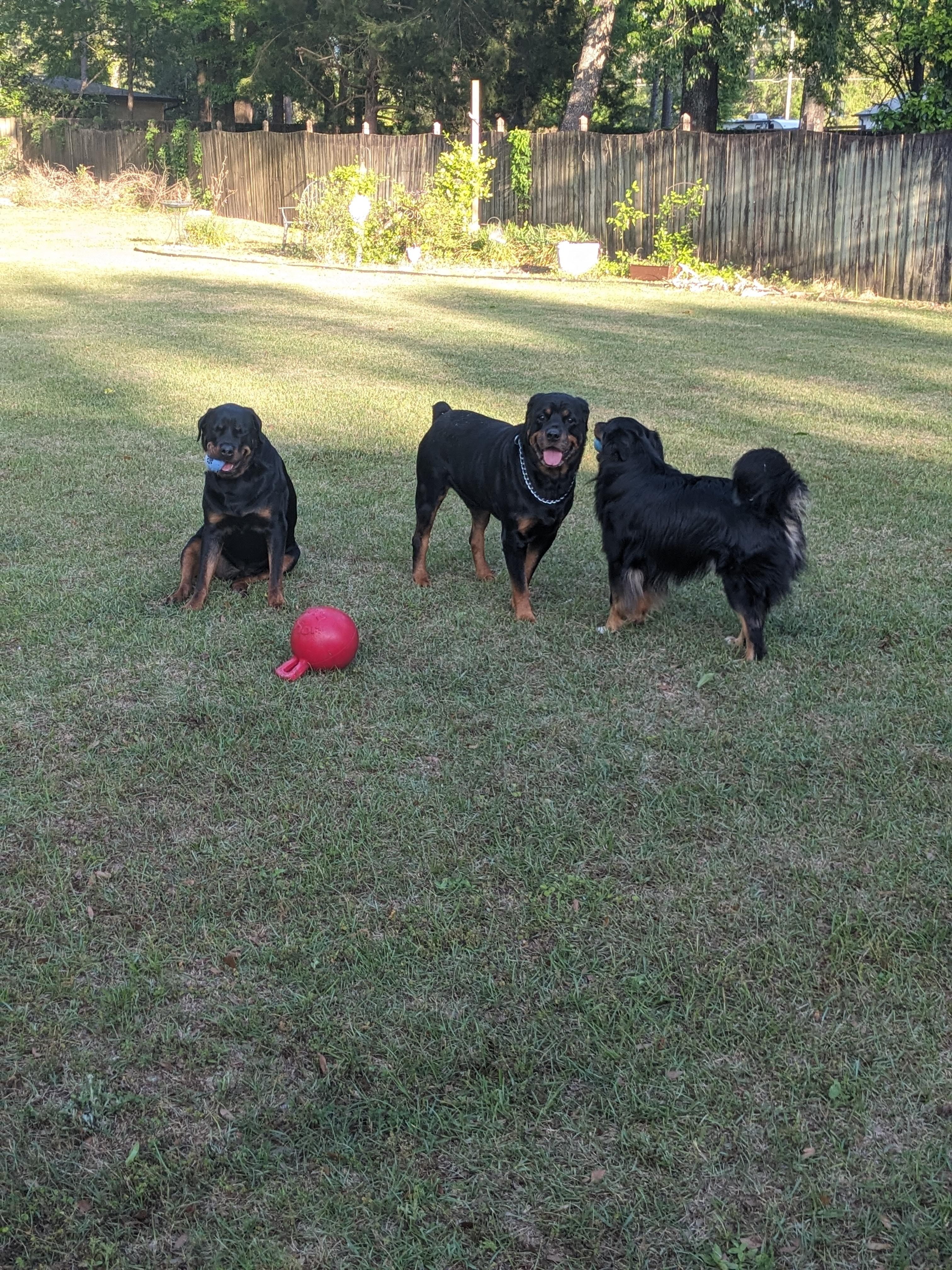 The a pack of three enjoying the spacious yard accommodations.