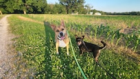 The happiest boys