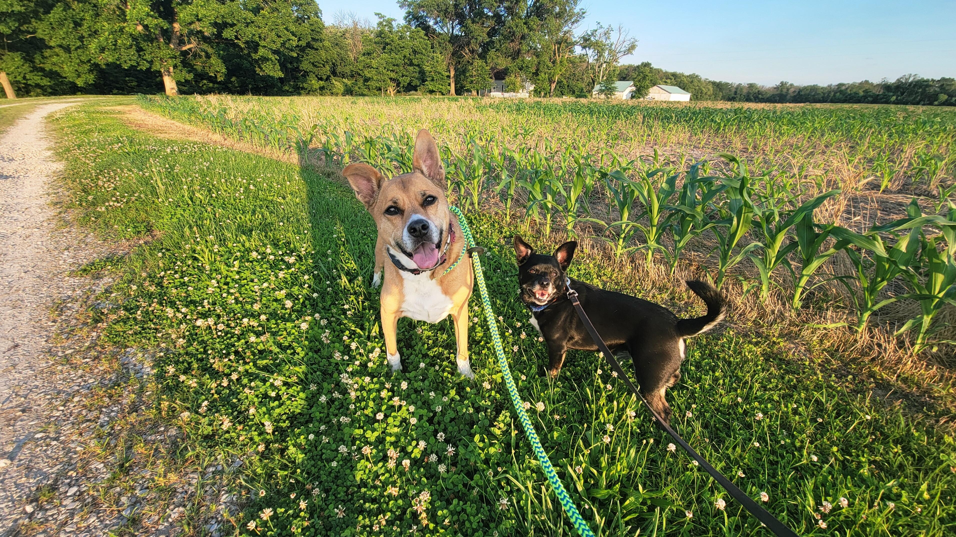 The happiest boys