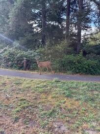 Saw elk and deer everyday