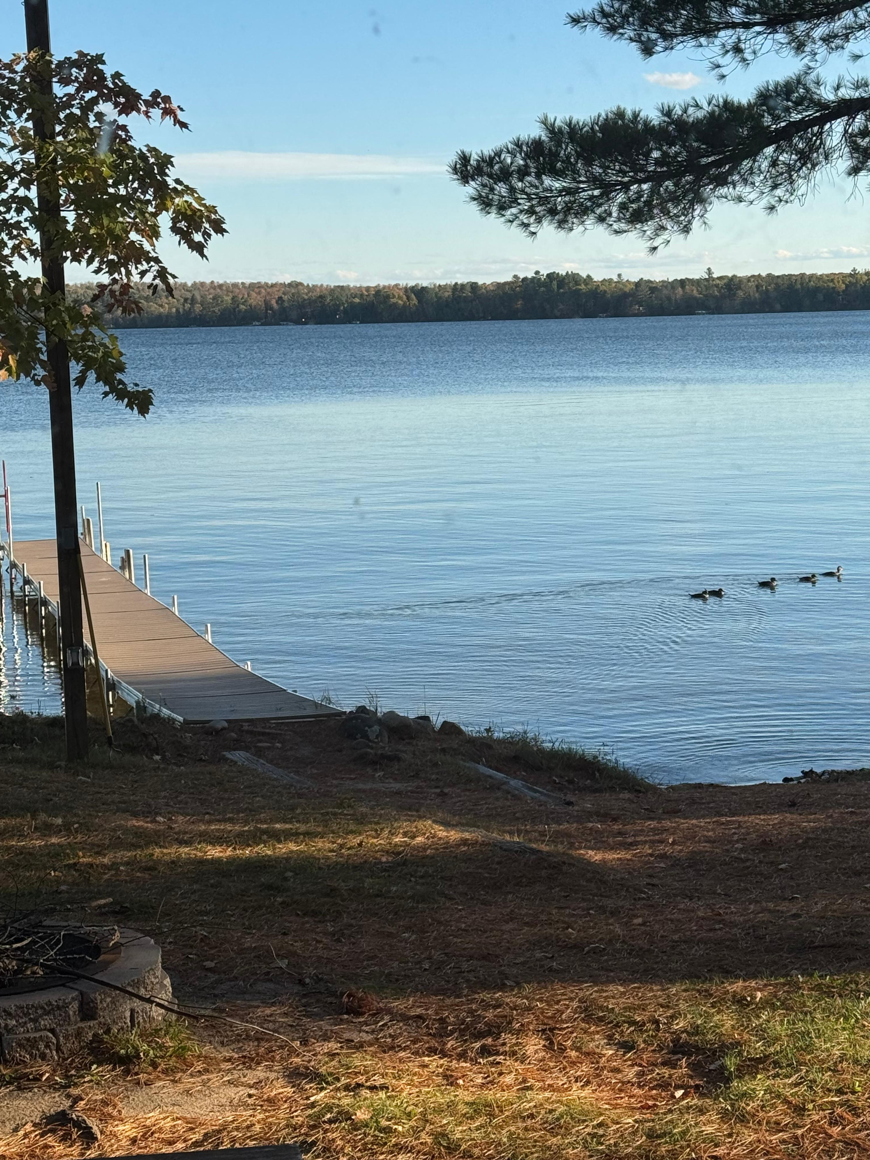 A family of ducks would paddle by daily. 