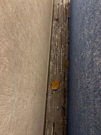 burger patties under the couch