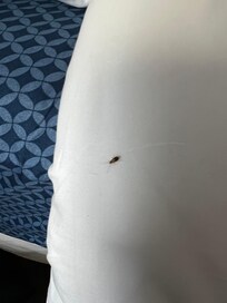 One of the bugs