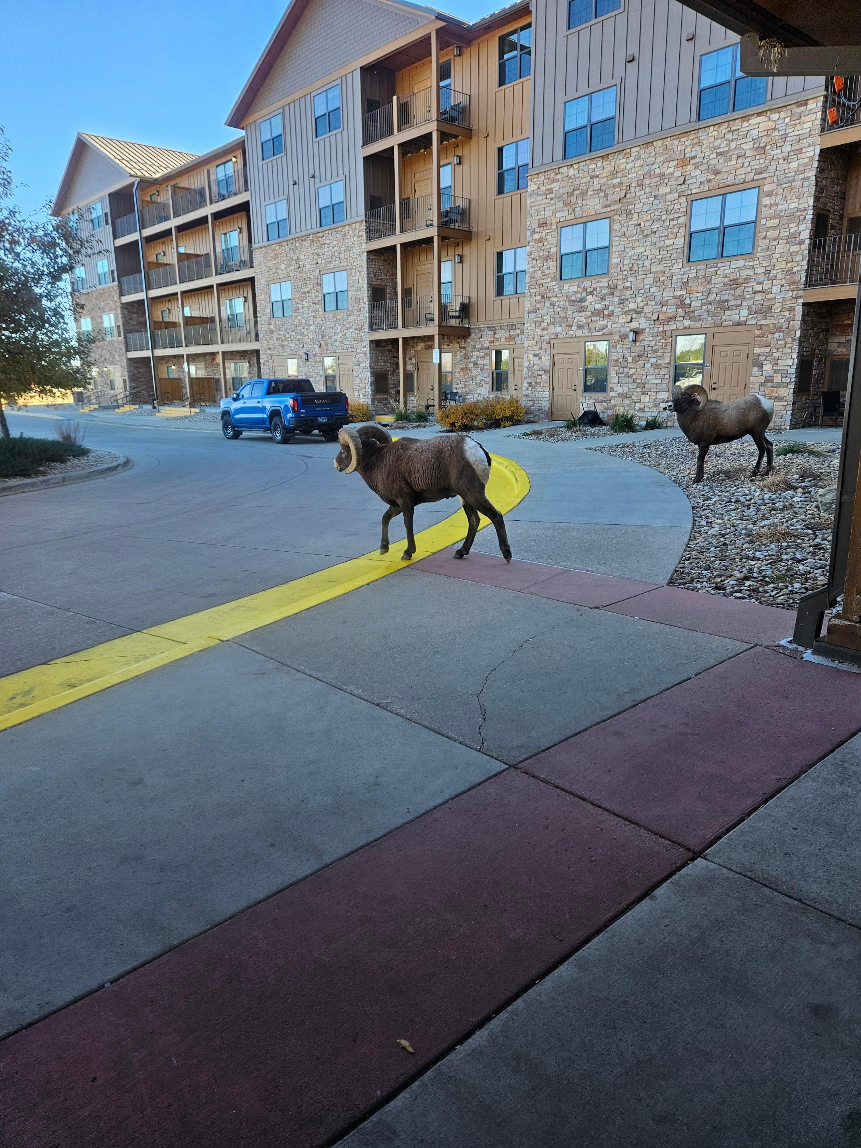Wildlife at the front door!