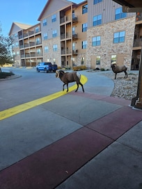 Wildlife at the front door!